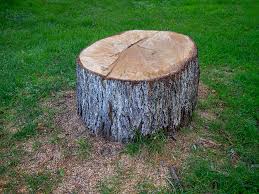 Best Arborist Consultation Services  in Bloomfield, IN