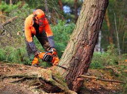How Our Tree Care Process Works  in  Bloomfield, IN