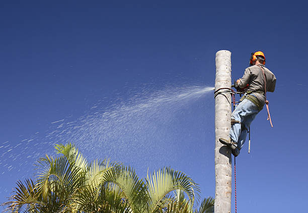 Best Root Management and Removal  in Bloomfield, IN