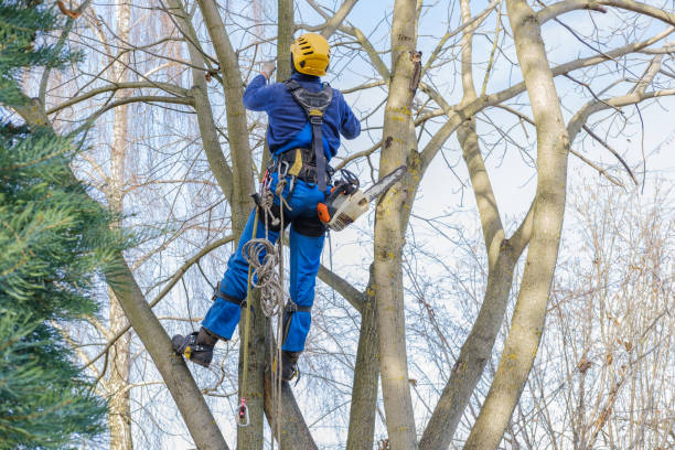 Best Hedge Trimming  in Bloomfield, IN