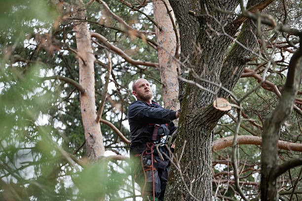  Bloomfield, IN Tree Care Pros