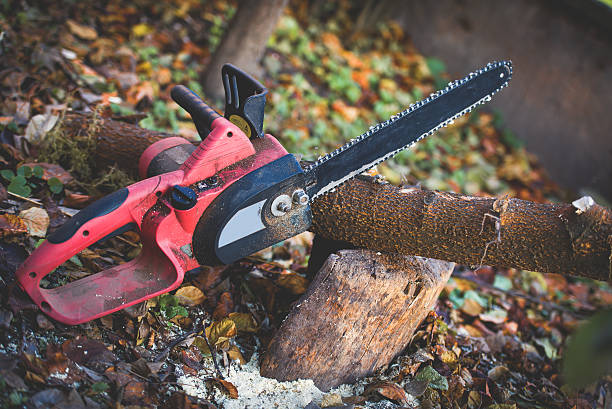 Best Commercial Tree Services  in Bloomfield, IN